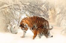 tigres