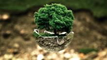 árbol