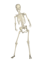 esqueleto