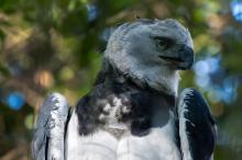 águila harpía