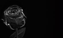 rosa-negra