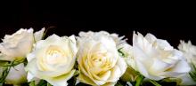 rosas-blancas