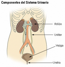 wikimedia.commons.org