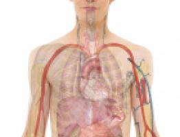 anatomia masculina