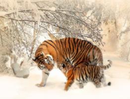 tigres