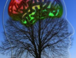 cerebro humano