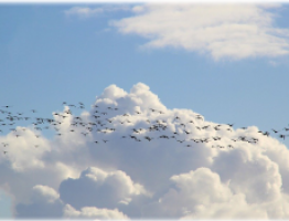 aves-migratorias