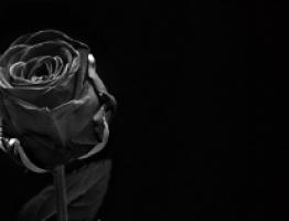 rosa-negra